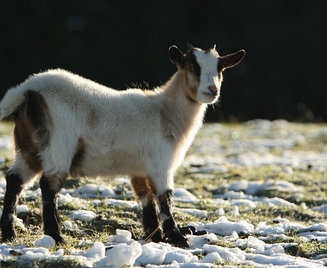 Goat at Wildlifepark Aurach