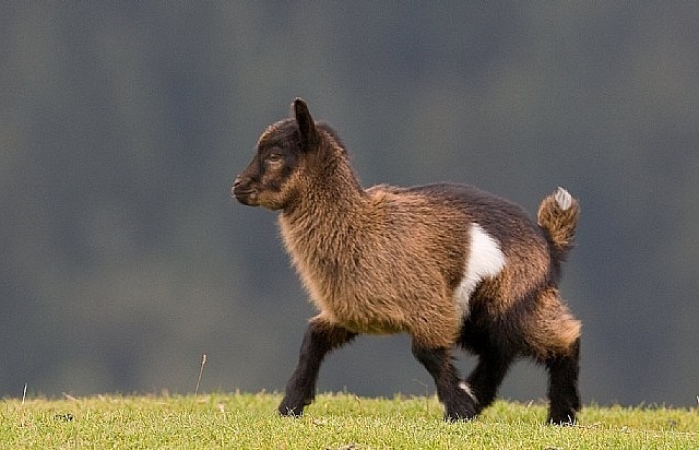 Goat at Wildlifepark Aurach