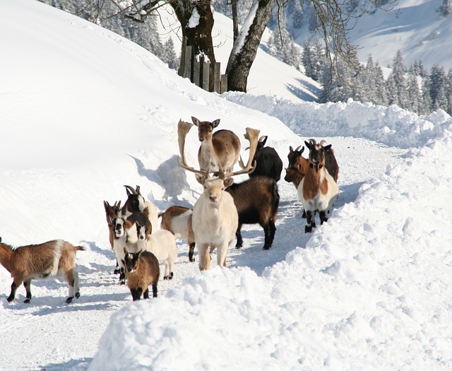 Goats at Wildlifepark Aurach