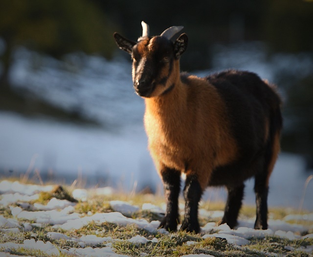 Goat at Wildlifepark Aurach